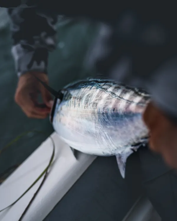 Unhooking a caught False Albacore
