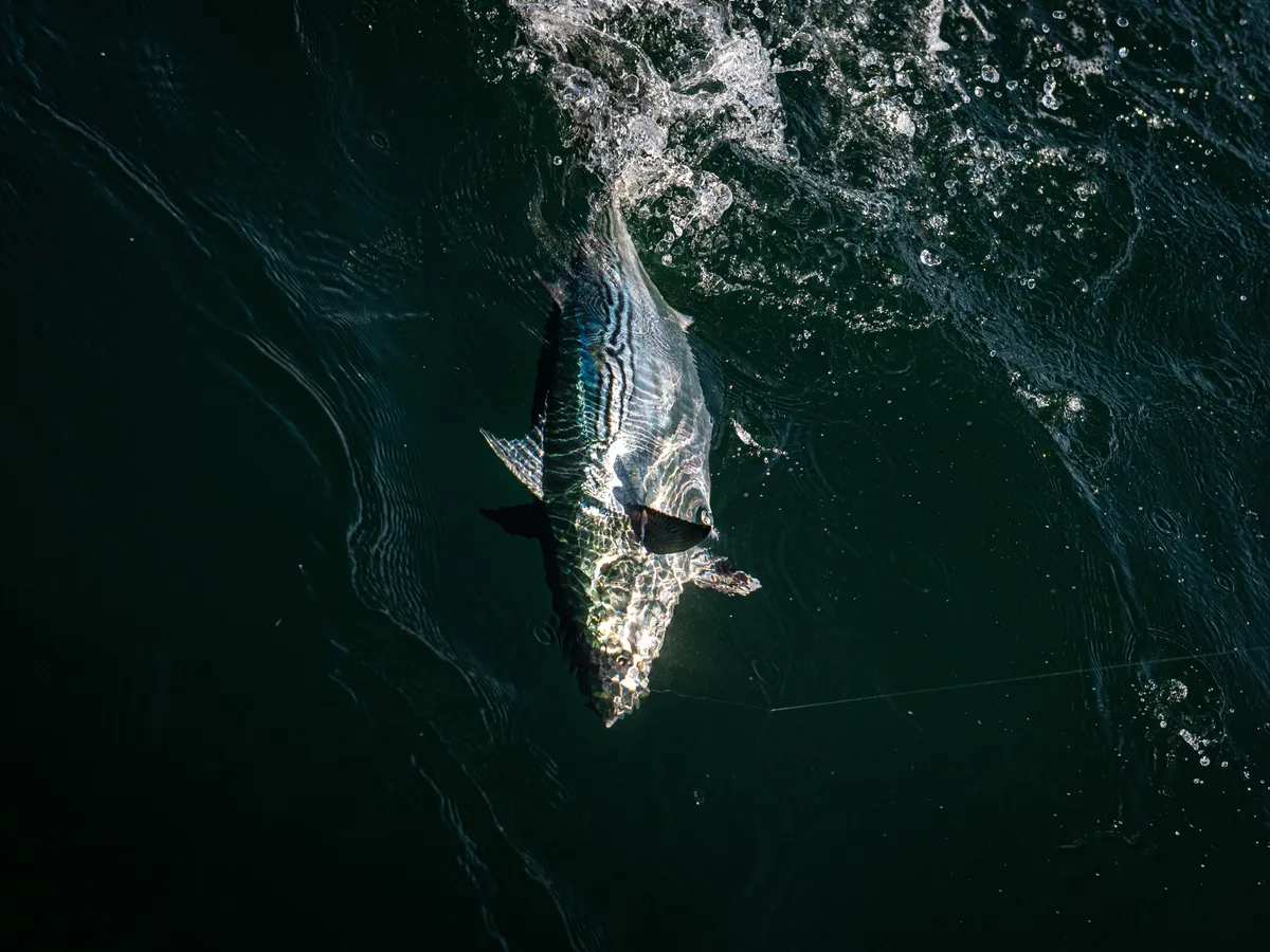A hooked false albacore in dark water, seen from above