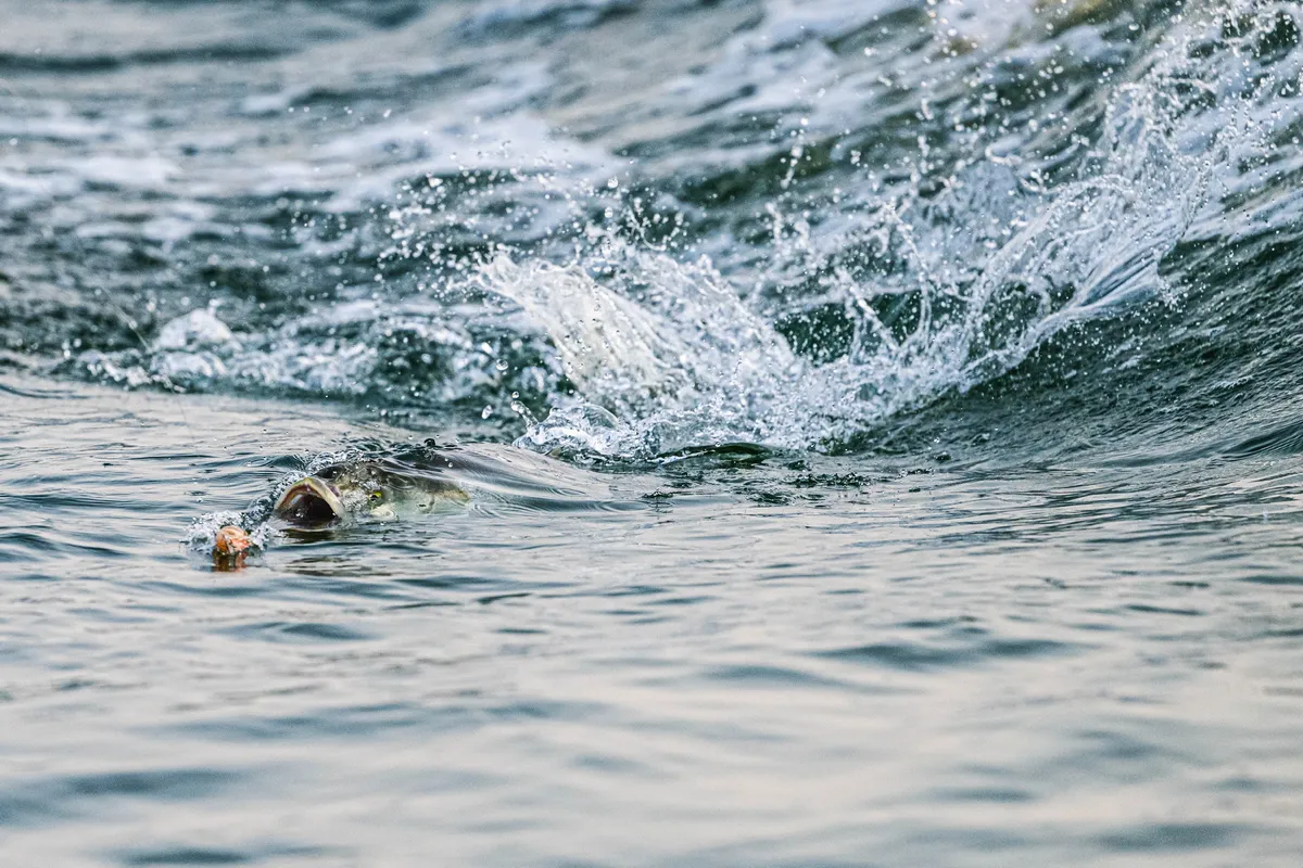 A fish breaking the surface to eat a fly just behind a wave
