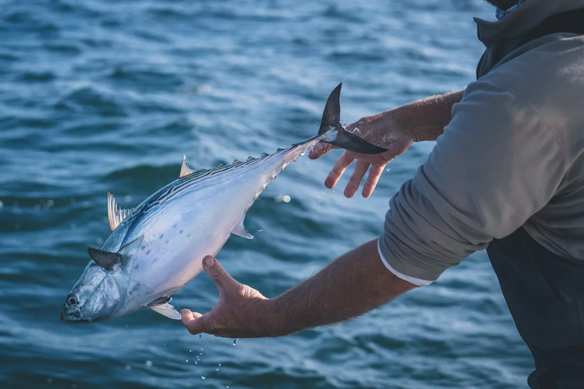 False Albacore & Bonito