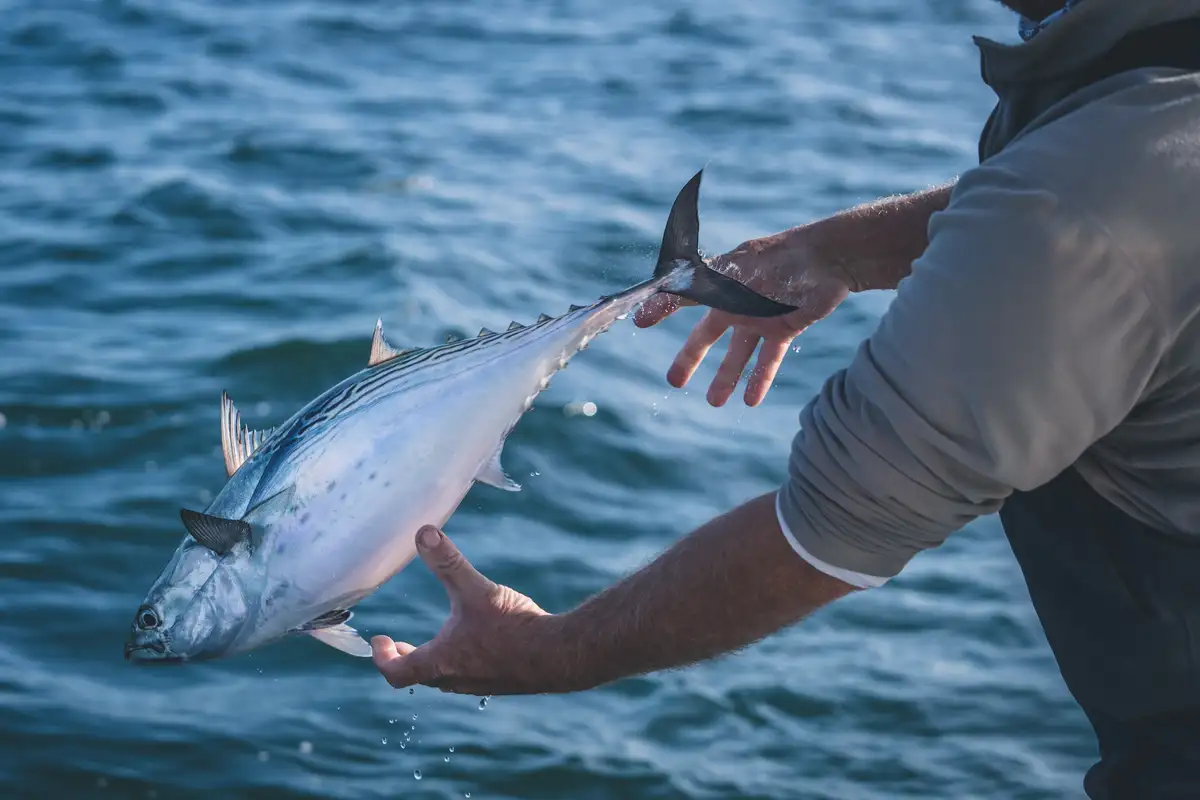 A false albacore caught on the fly off Martha's Vineyard