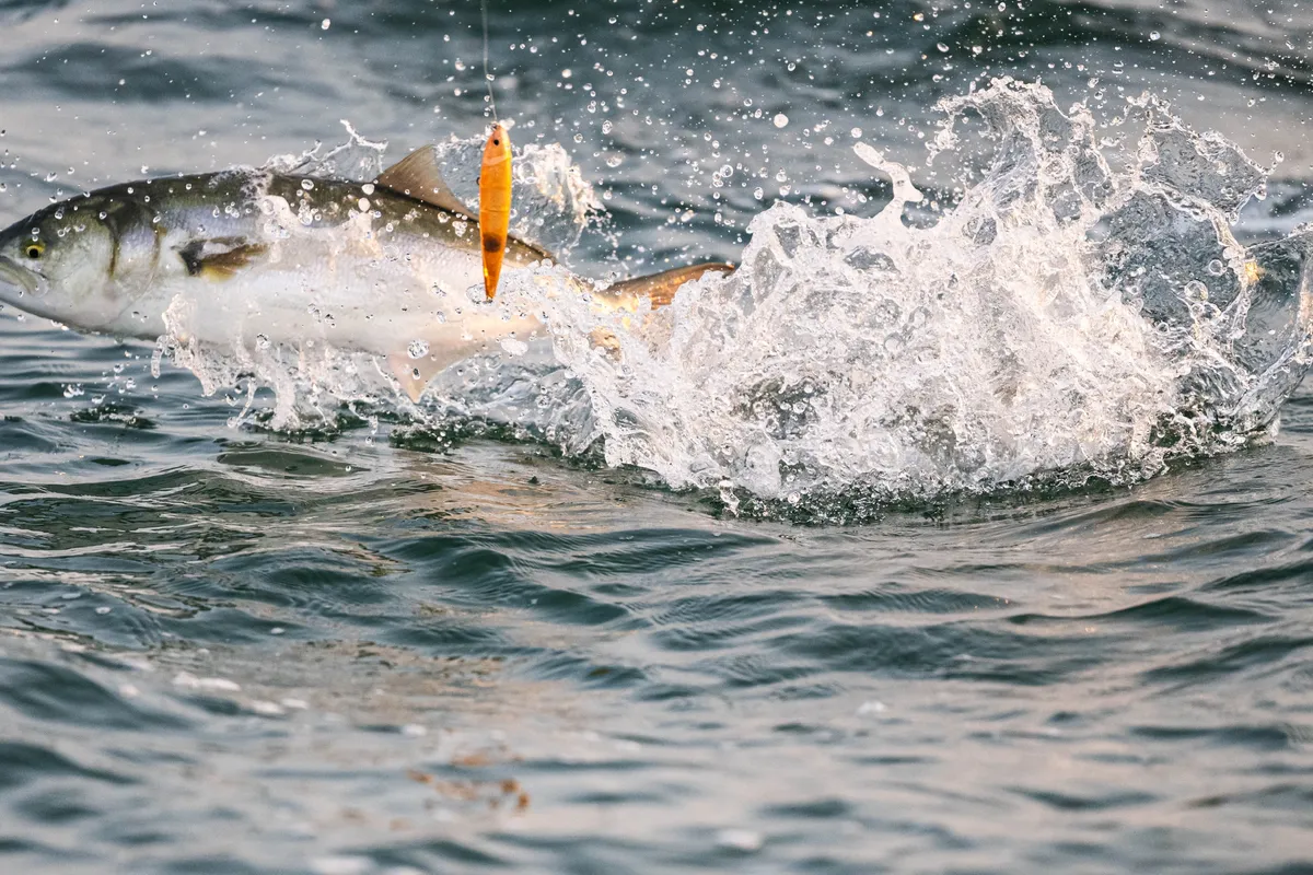 Bluefish