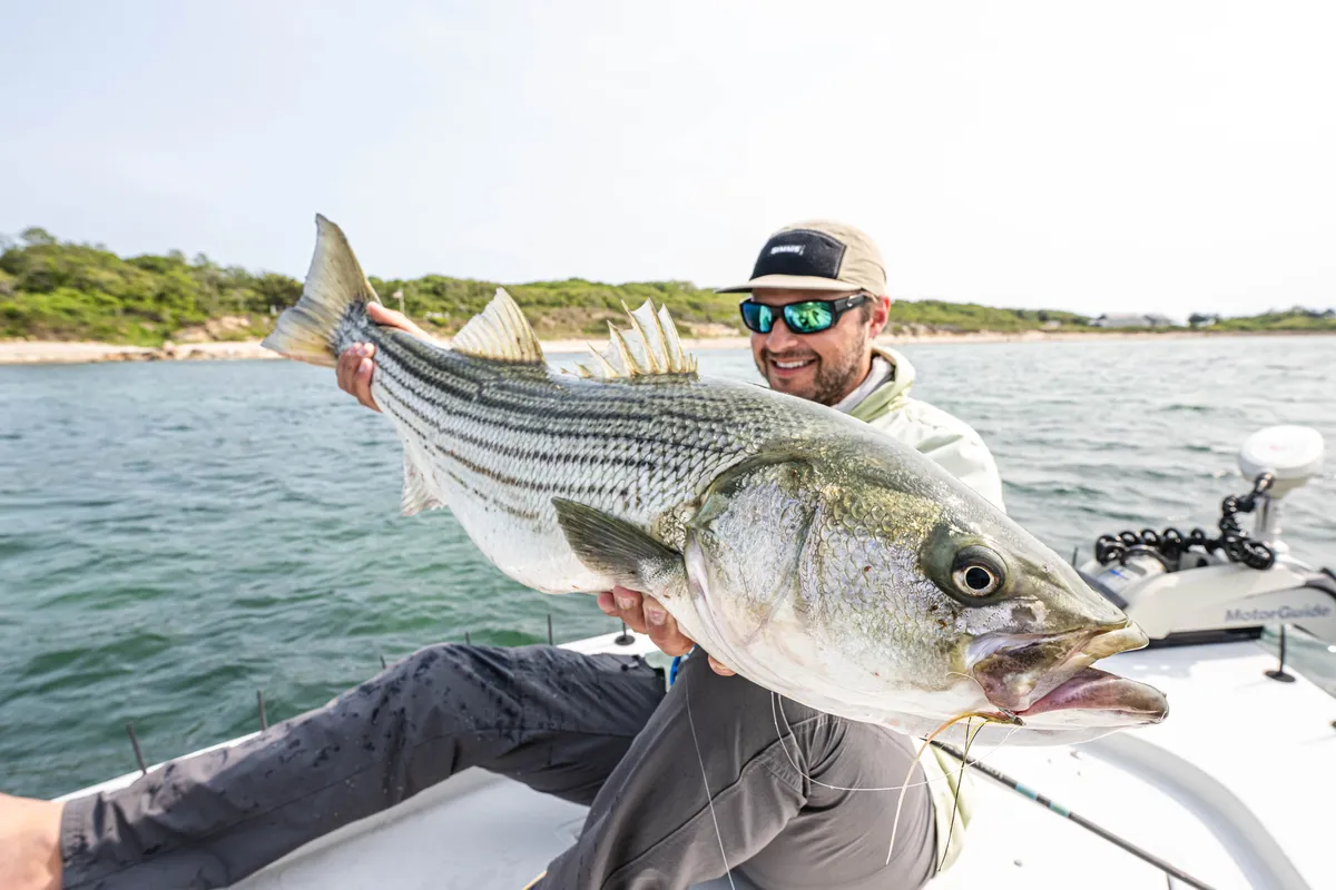 Striped Bass